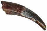 Curved Fossil Pterosaur (Siroccopteryx) Tooth - Morocco #298759-1